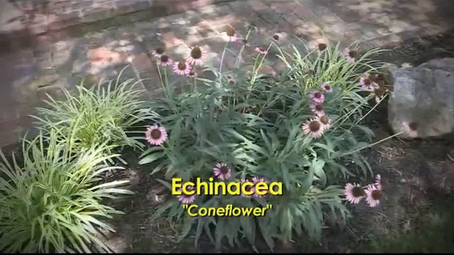 Easy Growing 2014 Week 16 - Summer Color Perennials смотреть онлайн