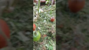 Томат серии ГНОМ ПУРПУРНОЕ СЕРДЦЕ. Ярославская обл.