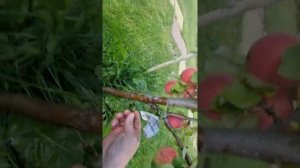 яблоня (услада)