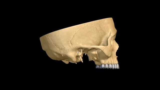 БАС ҚАҢҚАСЫ / CRANIUM / анатомиясы смотреть онлайн