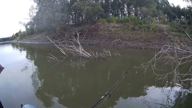 Опустил лягуху под корягу и сразу хватка! Хищник осенью на лягушку. смотреть онлайн