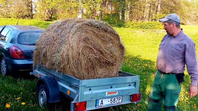 Картошка в грядки--зима в достатке#влог #жизньвдеревне#работаналошаде#latvianvillage смотреть онлайн