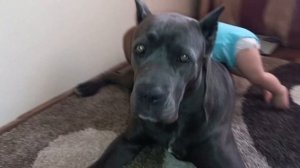 Кане Корсо и малыши.