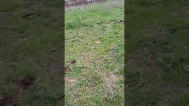 коп метала лома в Ростовской области смотреть онлайн