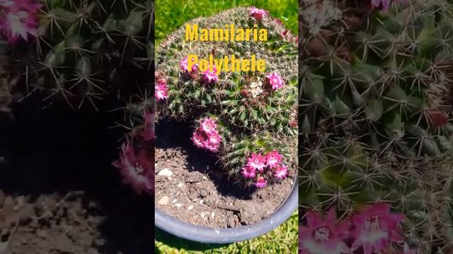 Mammillaria polythele el cactus que tiene más flores que espinas #cactus #flores #plantasdesol смотреть онлайн