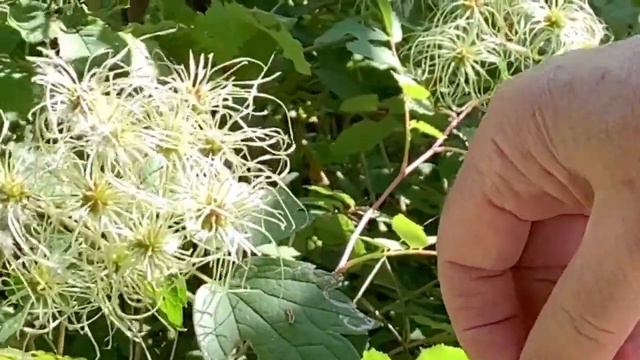 Wildflower Walk And Seed Dispersal - Alfred Caldwell Lily Pool - September 2020
