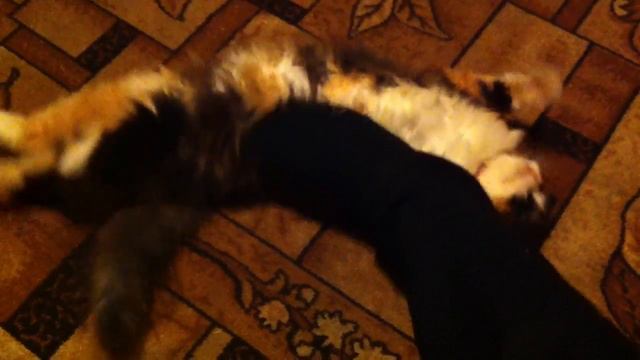 кошка тащится от ног смотреть онлайн