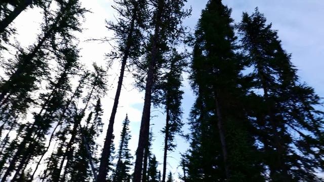 11-Day Solo Wilderness Fishing Trip on Remote Boreal Lakes смотреть онлайн