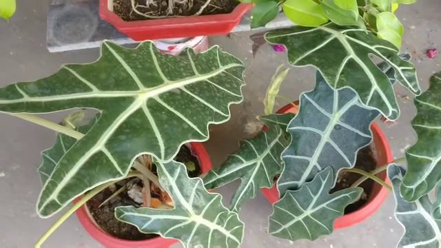 #houseplant #ornamentalplant Beauty Of Foliage Plants Part I ....vlog 11
