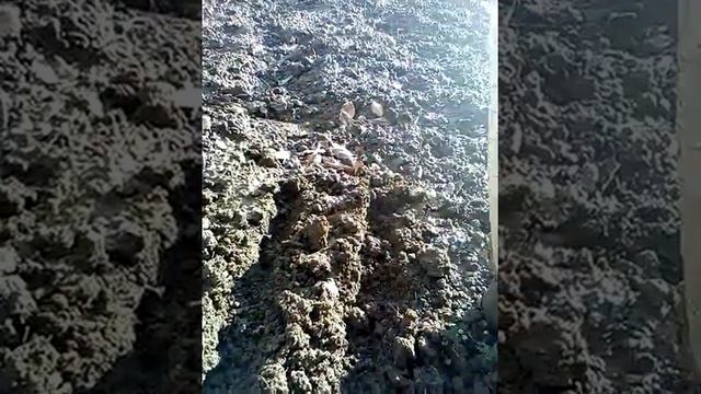 посадить под зиму. петрушка 09 01 2018 смотреть онлайн