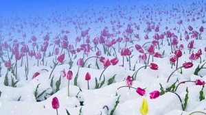 Футаж. Цветы на снегу 40  Footage. Flowers in the snow 40