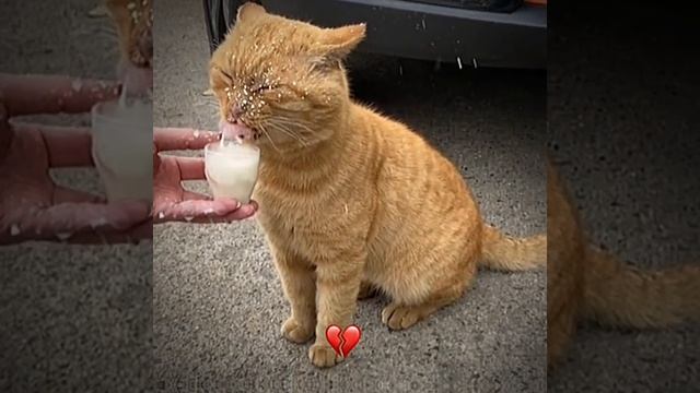 кот ахахахаххааххаха смотреть онлайн