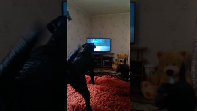 Лабрадор Пума и Мила смотрят телевизор))) смотреть онлайн