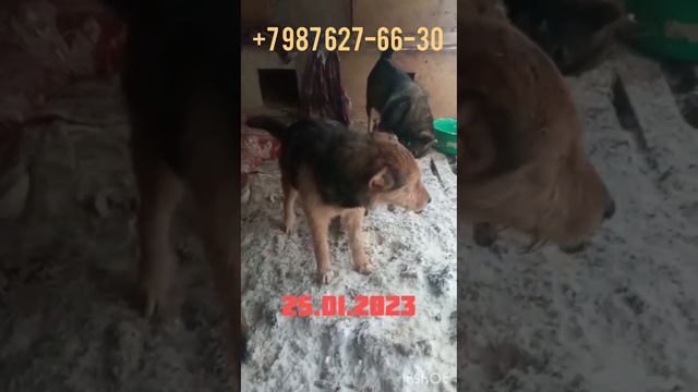 Казнить нельзя помиловать смотреть онлайн
