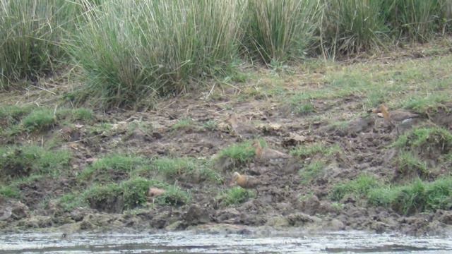 Большие веретенники на Ольхоне смотреть онлайн