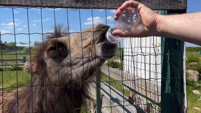 Чем заменить Калининградский зоопарк. Подворье на Хуторской 25.06.2022 смотреть онлайн