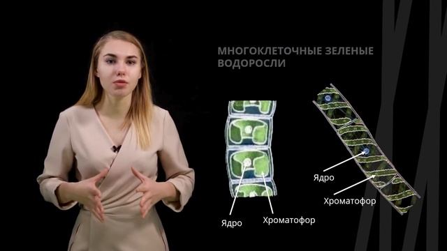 Водоросли и их общая характеристика | Биология смотреть онлайн