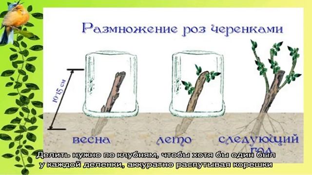 Как размножить долларовое дерево в домашних условиях смотреть онлайн
