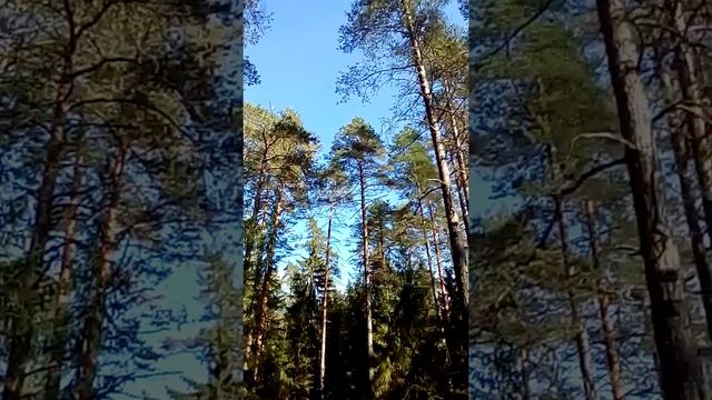 Комарово. Лен.обл.Шум леса. смотреть онлайн