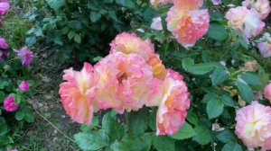 Роза Акварель  роза Aquarell