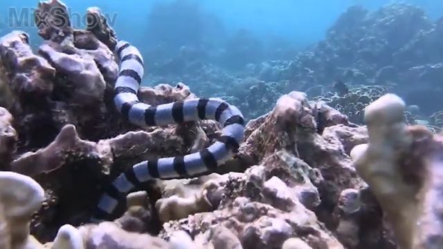 5 Самых Ядовитых Морских Змей в Мире 2 часть