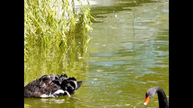 Черные лебеди. Black swans. смотреть онлайн