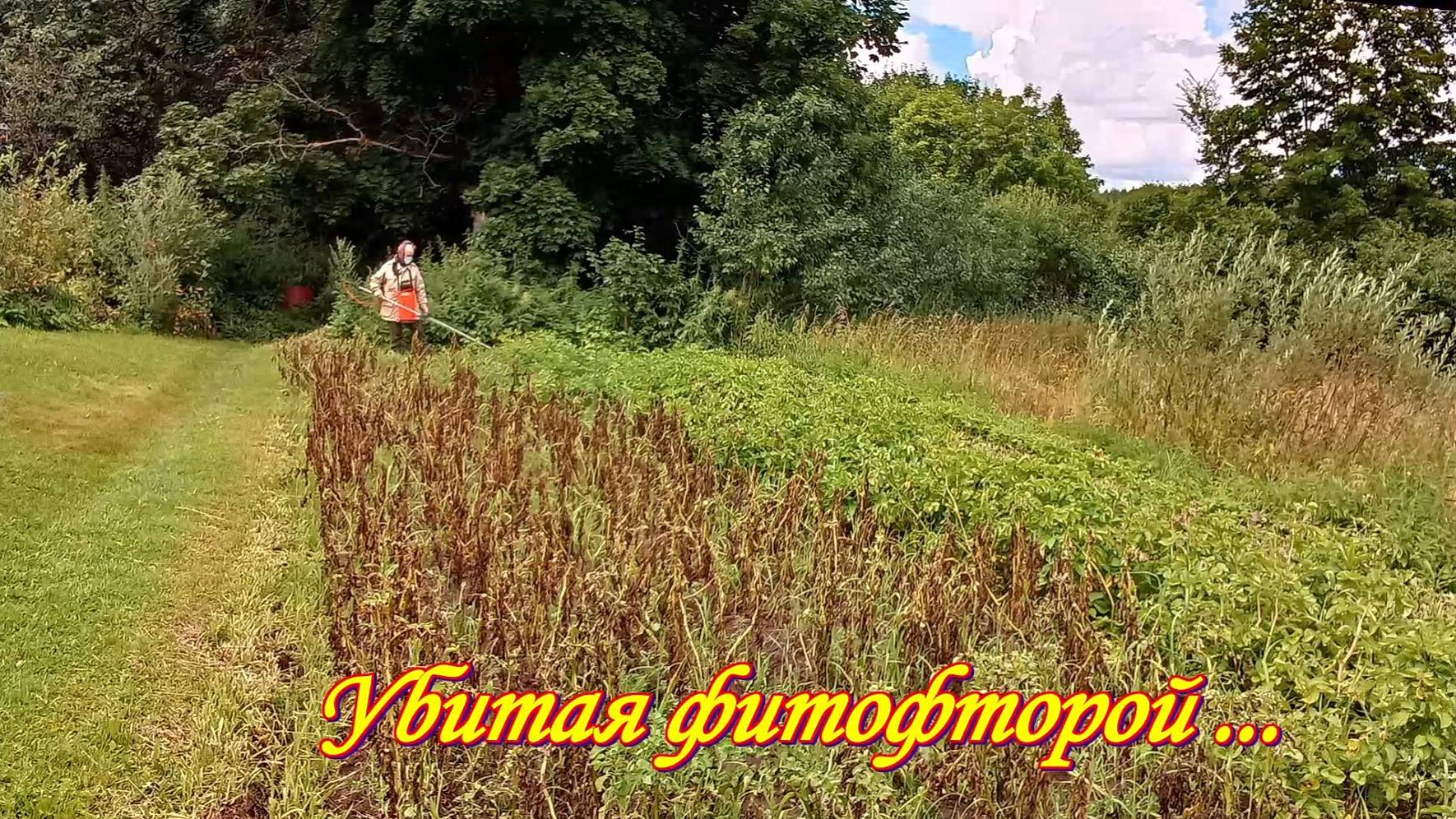 Убитая фитофторой.  Выбираем картошку.