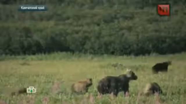 Храбрая такса вырвала своего хозяина из лап медведя в камчатском лесу смотреть онлайн