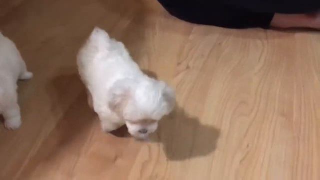 Щенок Мальтийская болонка