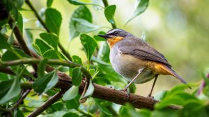 ?Пение птиц в лесу | Шум дождя 3 часа ☔️| Звуки природы для сна ?| Звуки дождя для сна