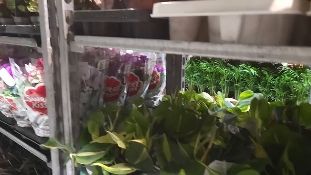 БОЛЬШОЙ ОБЗОР магазина растений в ПАРИЖЕ / Цветы, ГОРШКИ и кашпо, книги по ЦВЕТОВОДСТВУ смотреть онлайн