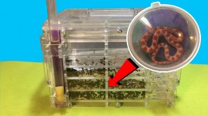 ШОК!!! Завел ЯДОВИТУЮ ЗМЕЮ! Реакция муравьев на змею. Что если? Пародия на Alex Boyko и MAD SCIENCE