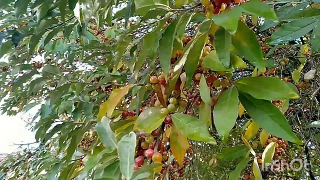 Шефердия серебристая#сочинцы#sochi2022#флорасочи#лоо2022