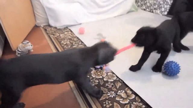 Щенки Кане Корсо 2 мес мальчик и девочка смотреть онлайн