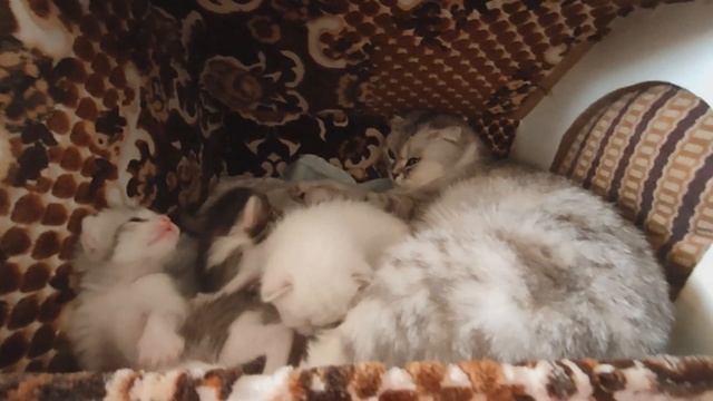 Душкины котята начинают интересоваться внешним миром смотреть онлайн