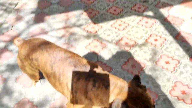 Боксер собака✅ Дурачимся во дворе❗❗❗ Boxer dog✅ Fooling around in the yard❗❗❗ смотреть онлайн