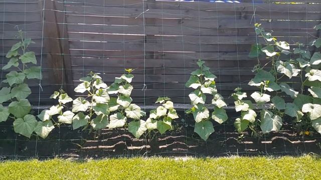 14. Огурцы. Мирабелл F1 смотреть онлайн