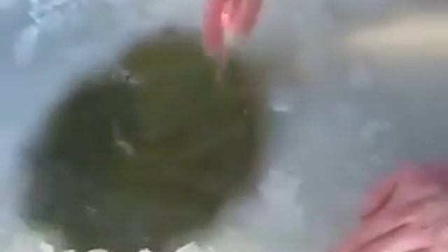 Белуга клюнула на жерлицу! Вываживание и поимка белуги со льда. Beluga, fishing, winter, super, coo смотреть онлайн
