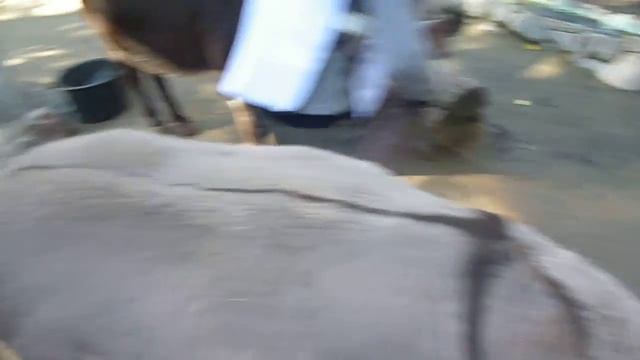 Ослик ест морских свинок... смотреть онлайн