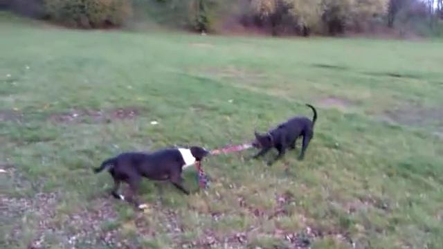 Pitbull vs American Staffordshire смотреть онлайн