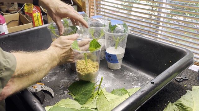 Hydrangea Propagation || Rooting cuttings with 4 potting mediums for 100% Success | Easiest Methods смотреть онлайн