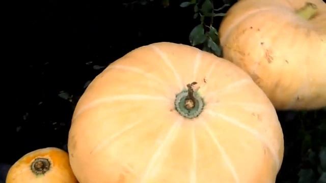 Тыква в Сибири.Pumpkin in Siberia. смотреть онлайн