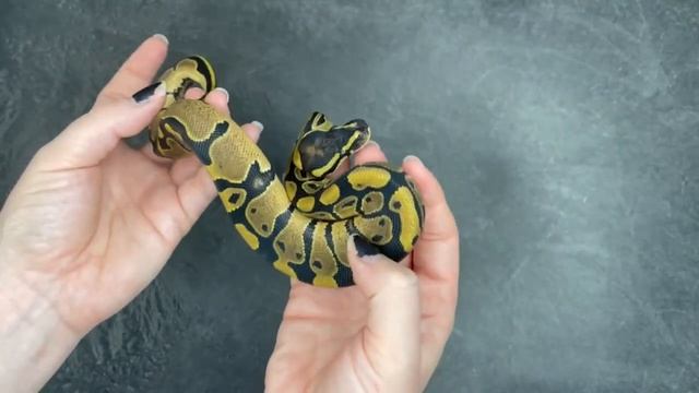 100% dbl het VPI Axanthic / Piebald Ball Python - 2023.14-7 смотреть онлайн