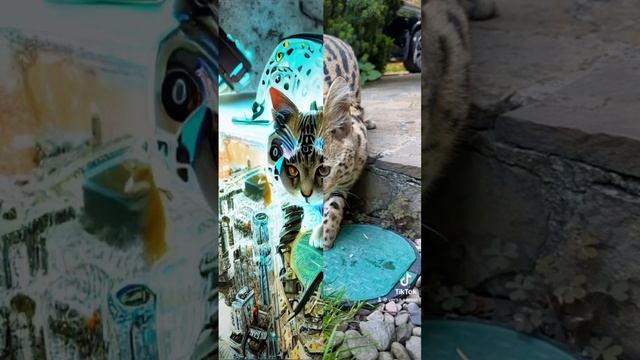 Искусственный интелект #serval #cat #animal смотреть онлайн