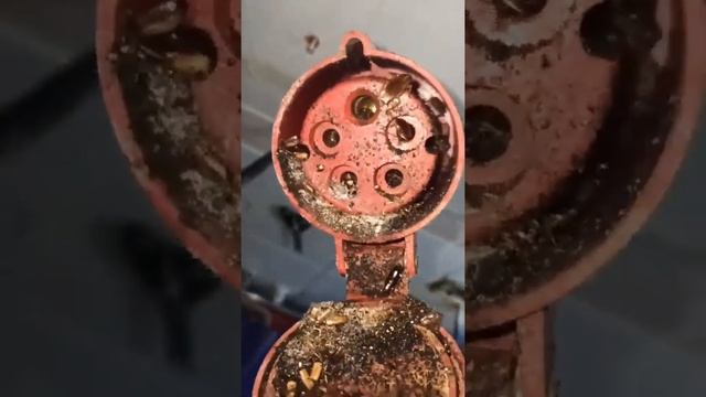 Тараканы лезут прямо из розеток смотреть онлайн