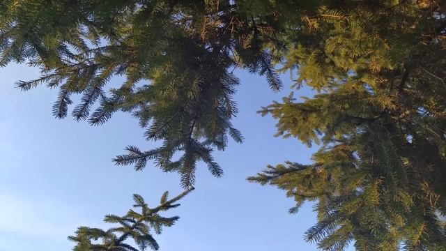 ВЕРБНОЕ ВОСКРЕСЕНЬЕ.ПРИМЕТЫ И ПОВЕРЬЯ.ЗАПРЕТЫ смотреть онлайн