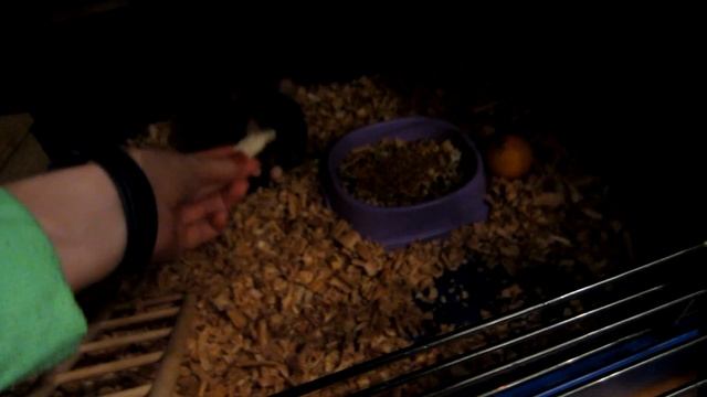 ЧЕМ КОРМИТЬ КРЫС || Крупы, зерно, животный белок, молочные продукты смотреть онлайн