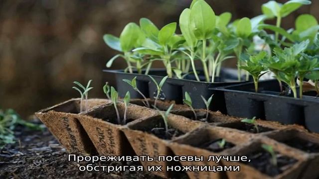 Интересный и практичный метод выращивания петунии без пикировки смотреть онлайн
