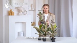 Фикус Эластика - рекомендации по уходу