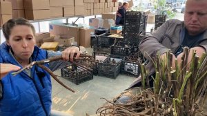 Как правильно посадить ИТО-пион / Сад Ворошиловой